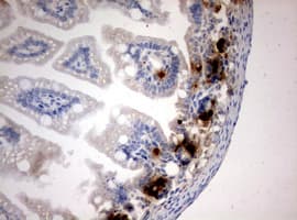 BrdU Antibody (clone 2G6)