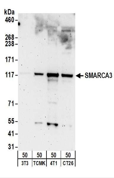SMARCA3 / HLTF Antibody (aa600-700)