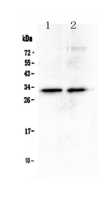 Polyclonal Rabbit anti-Human MED6 Antibody (WB)