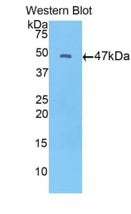 Polyclonal Rabbit anti-Mouse FGF10 Antibody (aa37-209, WB)