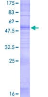 Human OR2B6 Protein (Recombinant GST)