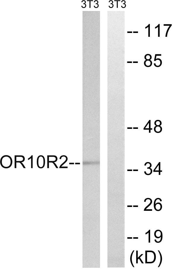 MAGEA5 Antibody