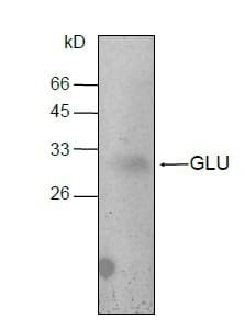 CLU / Clusterin Antibody (aa23-449)