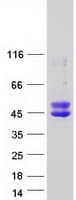 Human OLIG2 Protein (Recombinant Myc-DDK (Flag))
