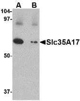 SLC22A17 Antibody