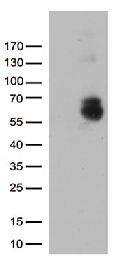 GPC1 / Glypican Antibody (aa24-530, clone OTI3G9, Carrier-free)