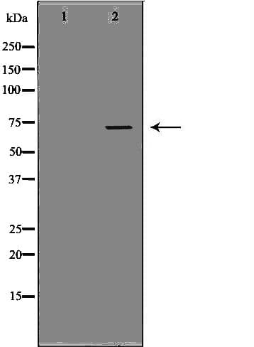 PROS1 / Protein S Antibody