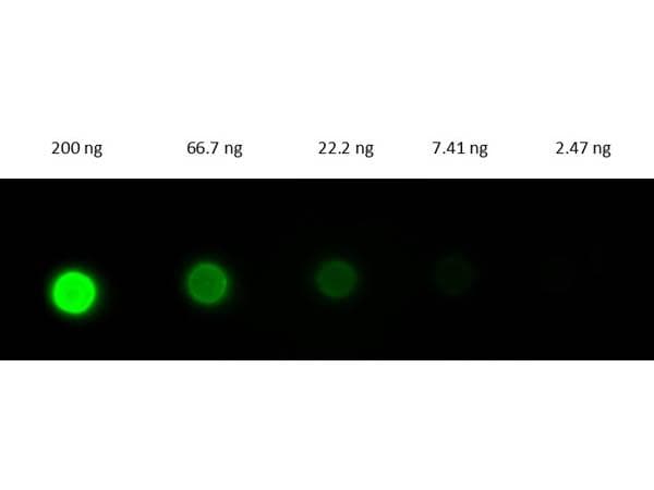 Polyclonal Donkey Anti-Rabbit IgG Secondary Antibody (FITC, IF)