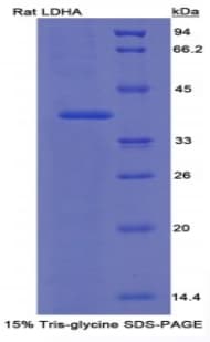 Rat LDHA / LDH1 Protein (Recombinant His)
