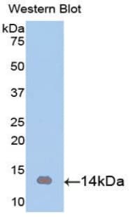 ARTN / Artemin Antibody (aa112-224)