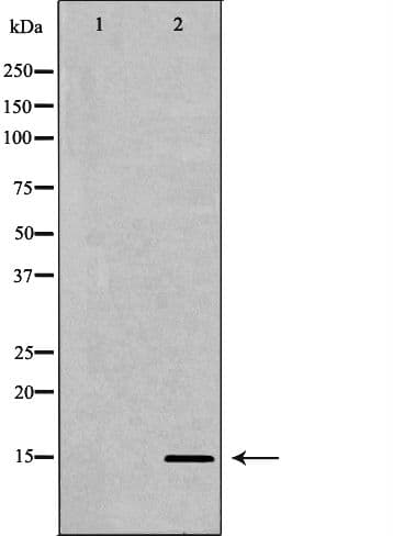 HIST3H3 Antibody (Methyl-Lys27)