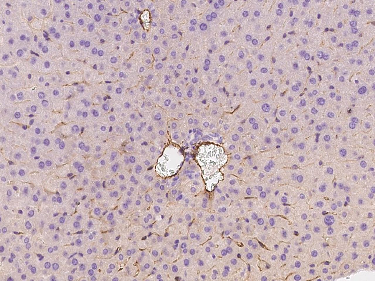 Monoclonal Rabbit anti-Mouse MCAM / CD146 Antibody (clone 273, Preservative Free, IHC)
