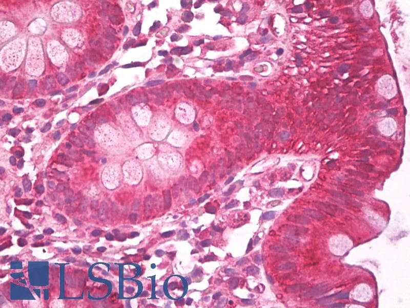 IHC-plus™ MAPK1 / ERK2 Antibody