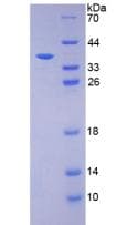 Cow Insulin Protein (Recombinant His-GST, N-terminus)