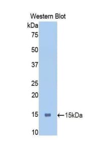 PIGR Antibody (aa463-563, Biotin)