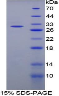 Rat ATF1 Protein (Recombinant His-T7)