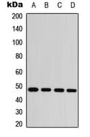 Polyclonal Rabbit anti-Human JUN / c-Jun Antibody (phospho-Ser63, IHC, WB)