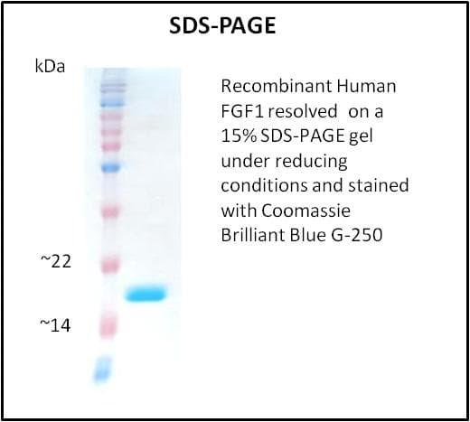 Human FGF1 / Acidic FGF Protein (Recombinant)
