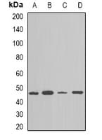 NAP1L1 Antibody