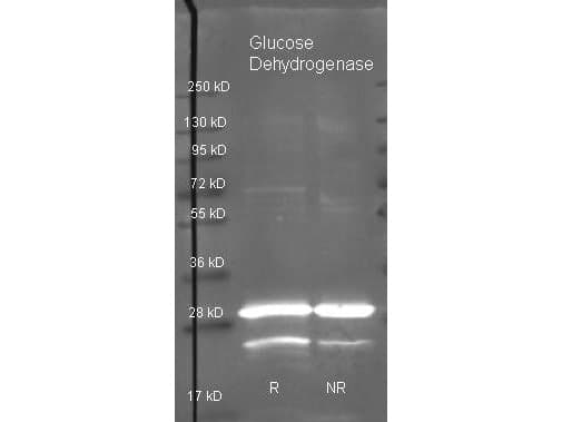 Glucose Dehydrogenase Antibody (Lyophilized, Biotin)