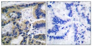 CASP7 / Caspase 7 Antibody (aa180-229)