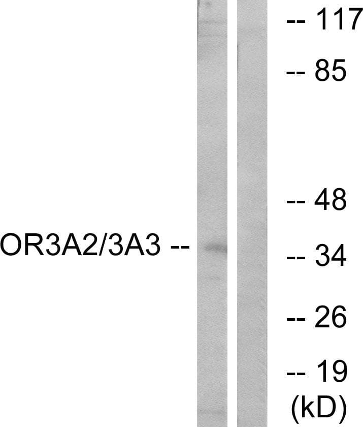 OR3A2+3 Antibody