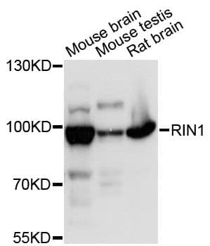 RIN1 Antibody