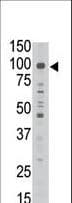 MAGED1 / NRAGE Antibody (aa426-456)
