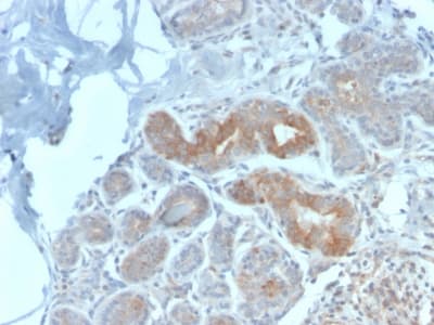 Recombinant Monoclonal Rabbit anti-Human MVP / VAULT1 Antibody (clone VP2897R, Azide-free,Carrier-free, IHC)