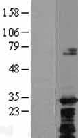 C8orf74 Protein (Over-Expression Lysate Myc-DDK (Flag))