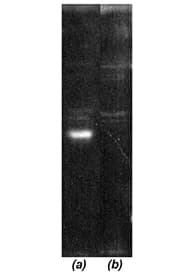 COPS6 / CSN6 Antibody