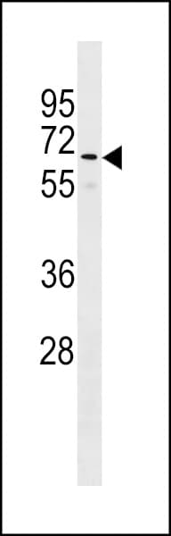 GOLGA8B / Golgin-67 Antibody (aa18-44)