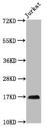 HIST1H3A Antibody
