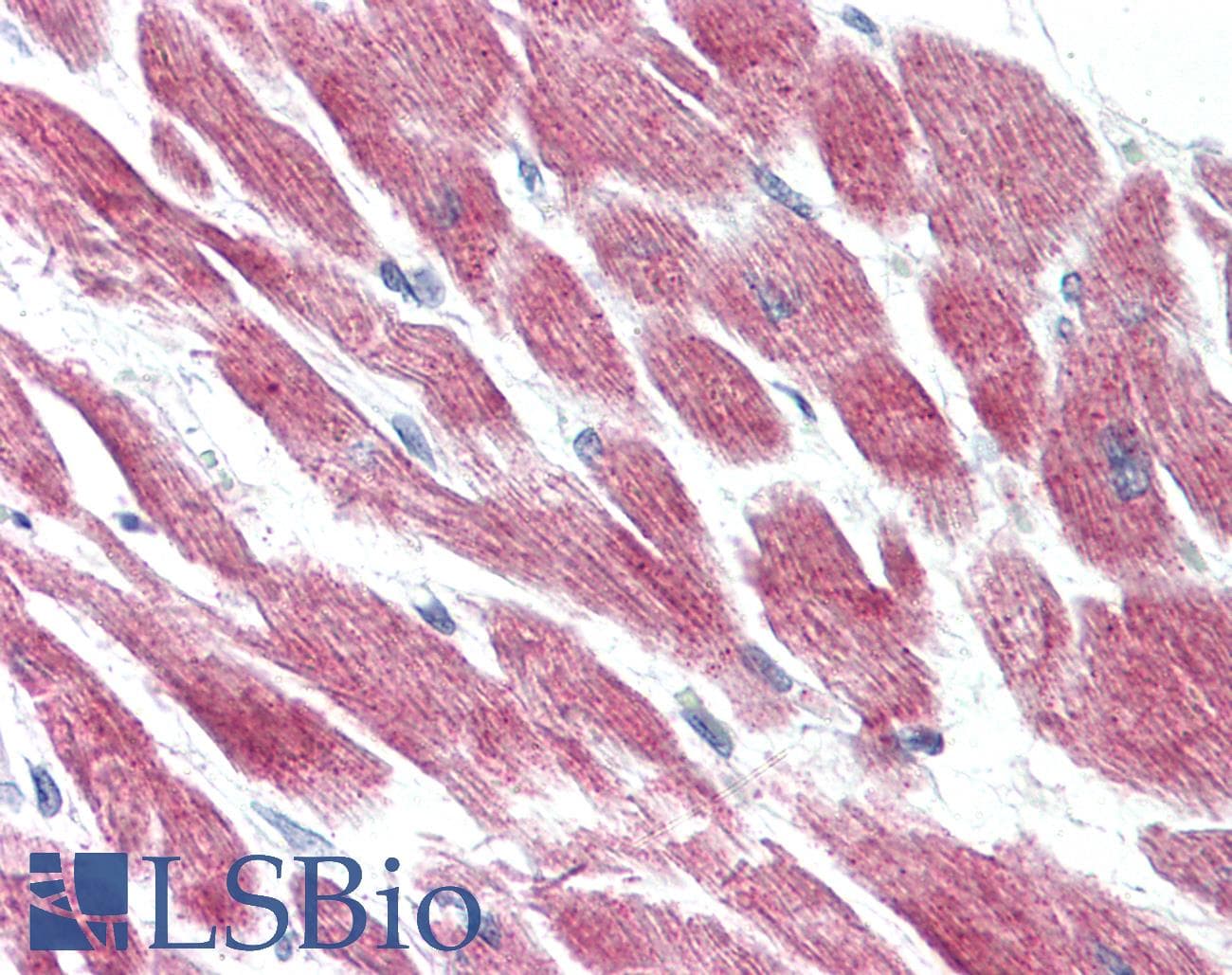 IHC-plus™ Polyclonal Rabbit anti-Human BOB / GPR15 Antibody (Extracellular Domain, IHC)