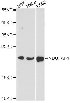 C6orf66 Antibody