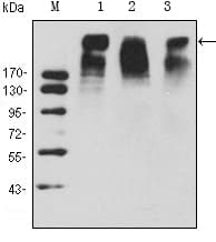 NIFK / MKI67IP Antibody (clone 8D5)