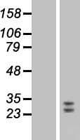 FGF9 Protein (Over-Expression Lysate Myc-DDK (Flag))