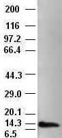 Monoclonal Mouse anti-Human NTF4 / Neurotrophin 4 Antibody (clone OTI4D2, WB)