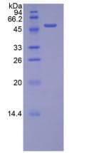 Mouse MtTFA / TFAM Protein (Recombinant His-GST)