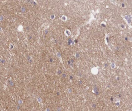 GNAZ Antibody