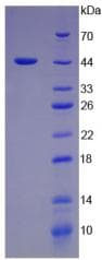 Pig IFNA / Interferon Alpha Protein (Recombinant His-GST)