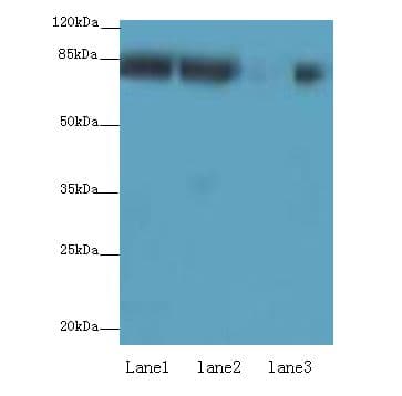 AP4B1 Antibody
