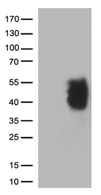 PD-L2 / PDCD1LG2 / CD273 Antibody (clone OTI1C9, Carrier-free)