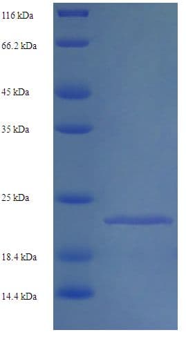 Marmoset IL-10 Protein (Recombinant His)