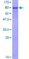 Human CAMK2A / CaMKII Alpha Protein (Recombinant GST)