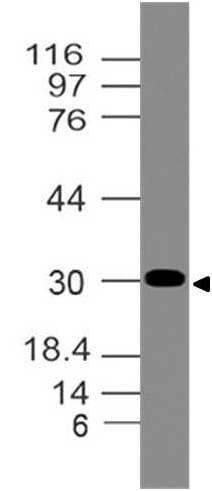 NKX2-2 Antibody