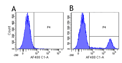 Recombinant Monoclonal Human anti-Human CD20 Antibody (clone 10F381 (rituximab), CD20)