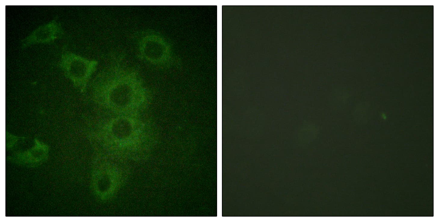 BIK Antibody (aa18-67)