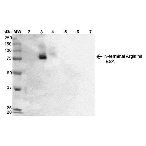 N-terminal Arginine Antibody (clone 2A4, Biotin)