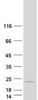 Human CDKN2C / p18 INK4c Protein (Recombinant Myc-DDK (Flag))
